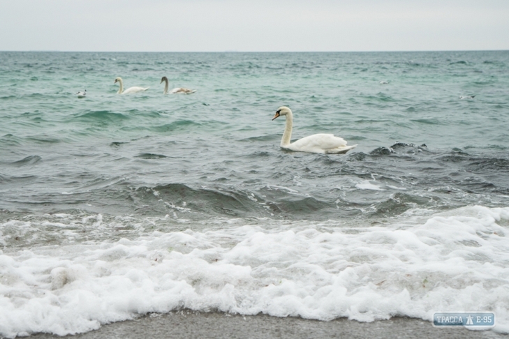 На пляжі Одеси зимують 8 лебедів - фото 2