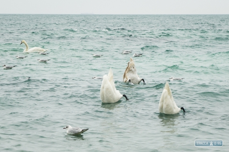 На пляжі Одеси зимують 8 лебедів - фото 1