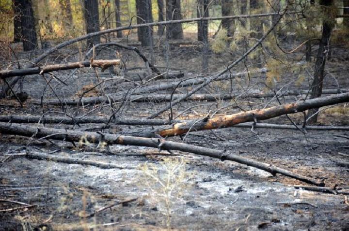 Горіли Степашки: пожежу загасили за 40 хвилин - фото 4