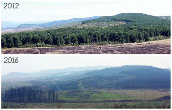 На Тячівських горах за чотири роки не посадили жодного дерева  - фото 1