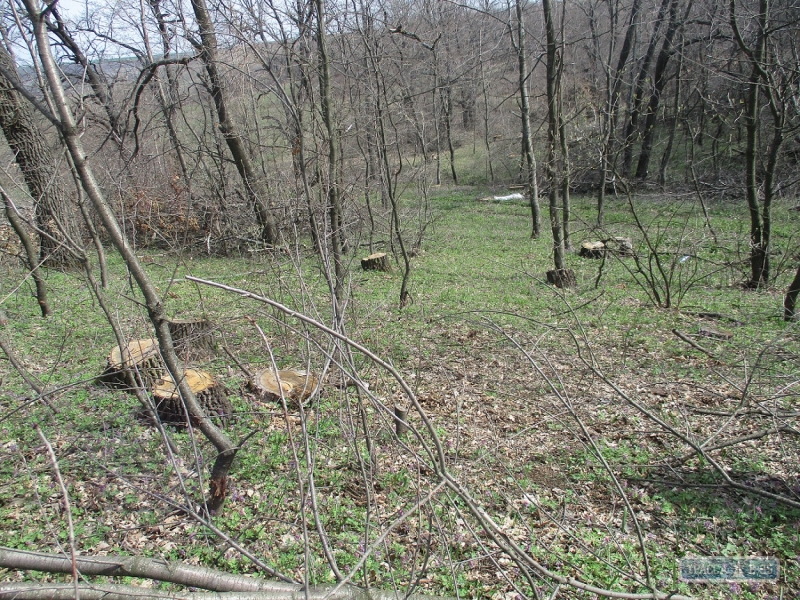 Браконьєри знащили багаторічні дуби в Котовському районі - фото 1