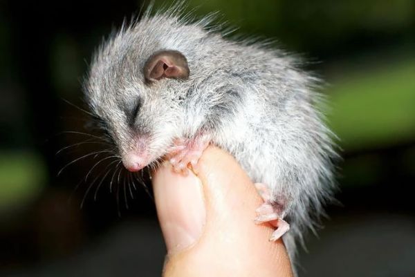 "Мімішні" тварини: дивовижні посуми та опосуми з Австралії - фото 7