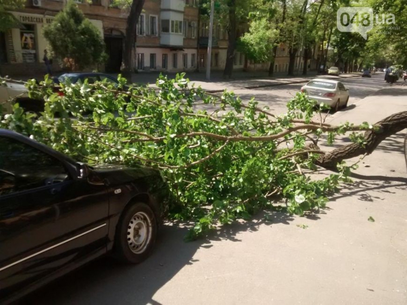 В центрі Одеси дерево впало на автомобіль - фото 2