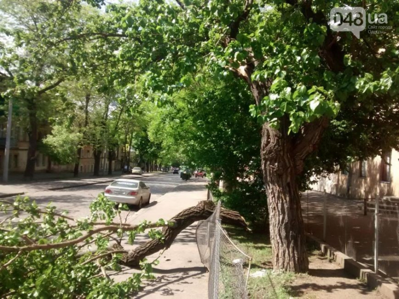 В центрі Одеси дерево впало на автомобіль - фото 1