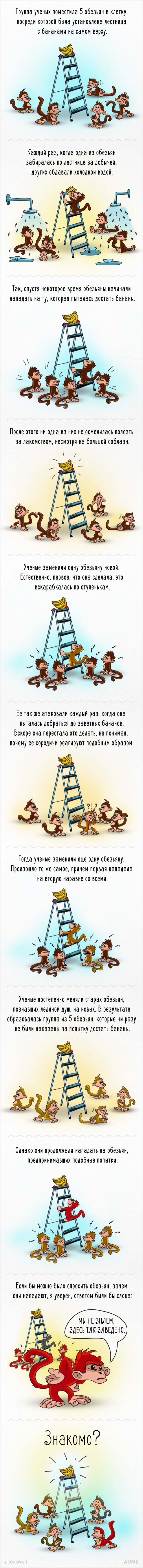 Як працює суспільство на прикладі мавп і бананів - фото 1