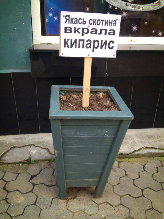 У Києві вже почали красти дерева  - фото 1