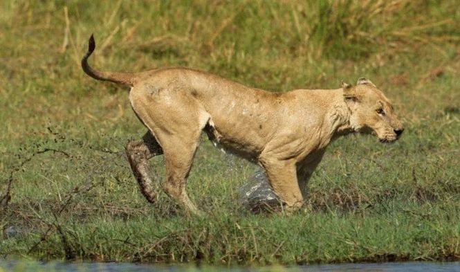 Серія шокуючих світлин: Як левиця перемагає величезного алігатора - фото 7
