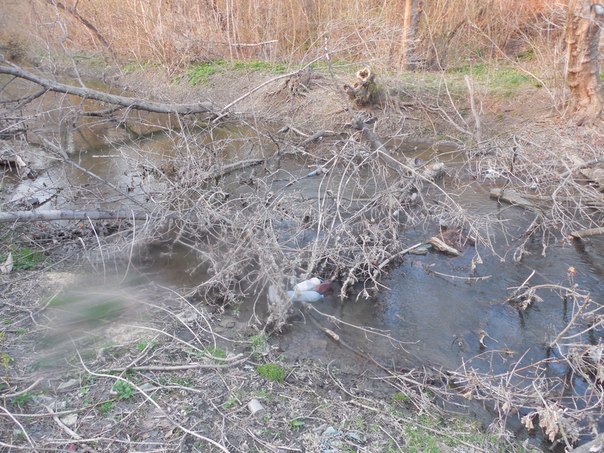 Луганчани показали жахливе забруднення річки Вільхівки - фото 2