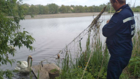 На Київщині врятували лебедя, який заплутався у сітці (ФОТО) - фото 2