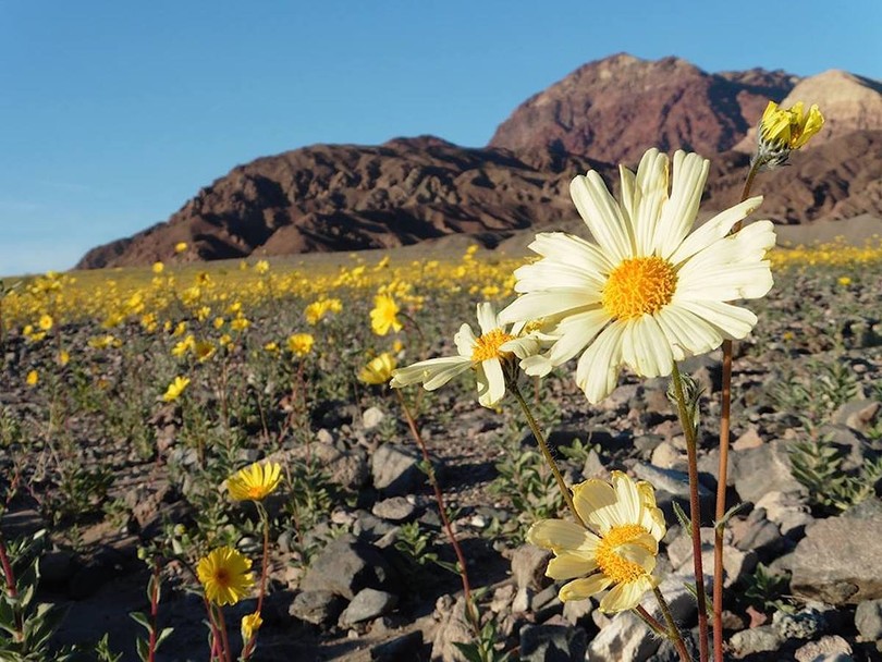 У США вперше за десять років зацвіла Долина Смерті - фото 2