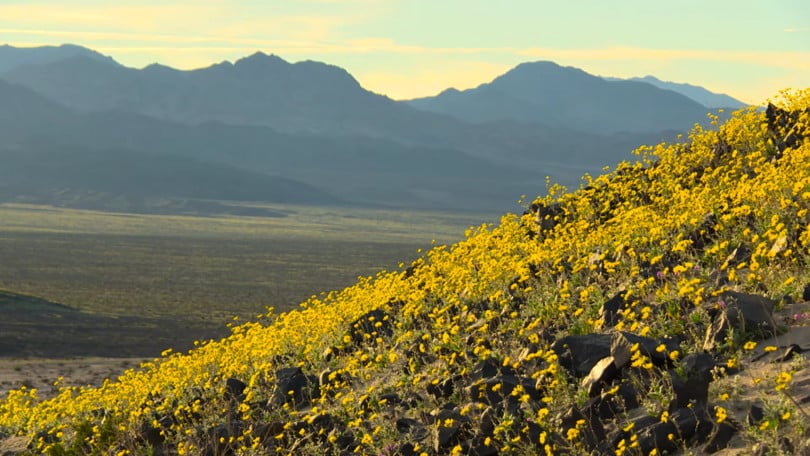У США вперше за десять років зацвіла Долина Смерті - фото 3