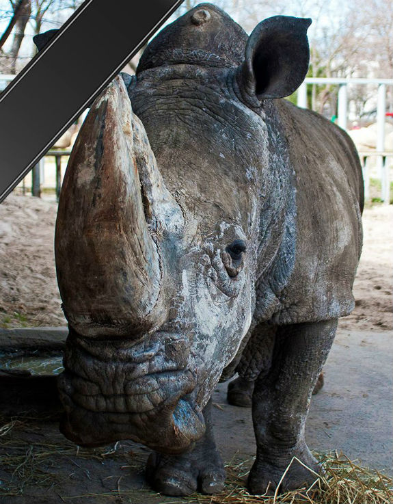 У столичному зоопарку померла самка найстарішого носорога Європи - фото 1
