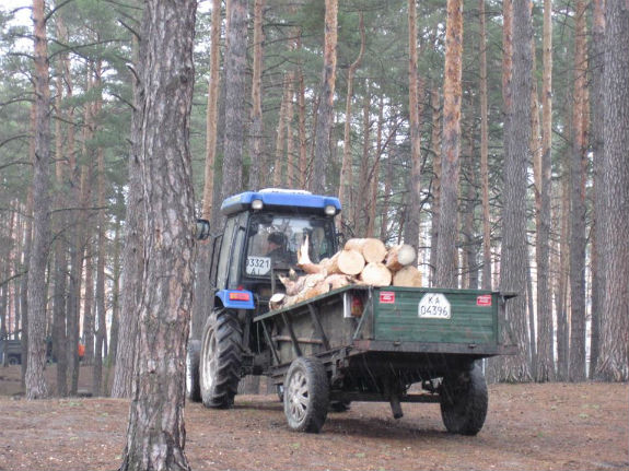 На Київщині рубають сосновий парк, а стовбури дерев вивозять тракторами - фото 2