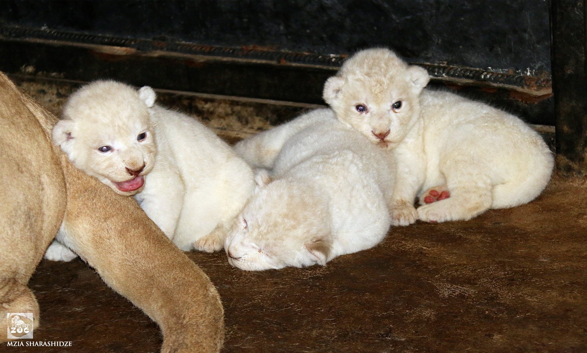 У Тбіліському зоопарку народилися троє білих левенят - фото 1