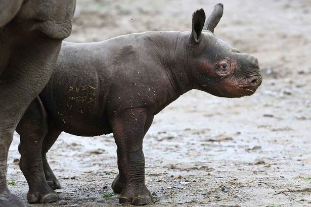 Як новонароджений носоріг підкорив серця британців - фото 1