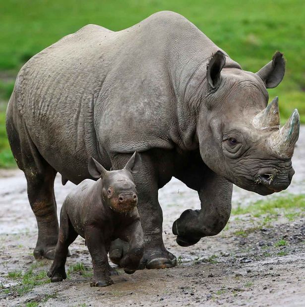 Як новонароджений носоріг підкорив серця британців - фото 3