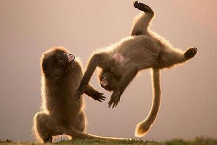 До Міжнародного дня танцю: смішні та зворушливі "па" від тварин - фото 1