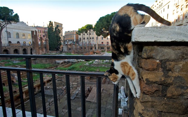 ТОП-8 самых кошачьих мест в мире - фото 33