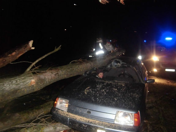 На Київщині дерево впало на автівку з людьми  - фото 2