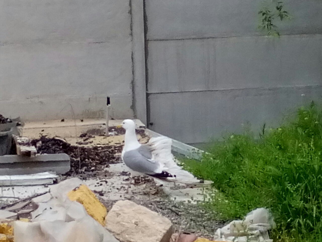 У Миколаєві чайка з поламаним крилом шукала допомоги у людей - фото 2