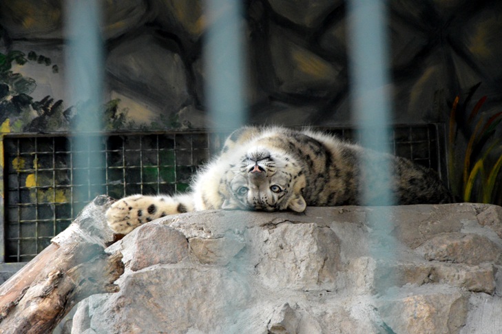 Миколаївський зоопарк готується до приходу весни - фото 12