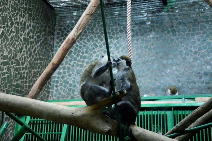Миколаївський зоопарк готується до приходу весни - фото 14