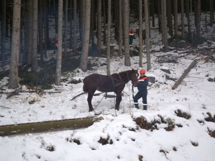 Як на Закарпатті коні-"гуцулики" допомогають лісівникам заготовляти деревину - фото 1
