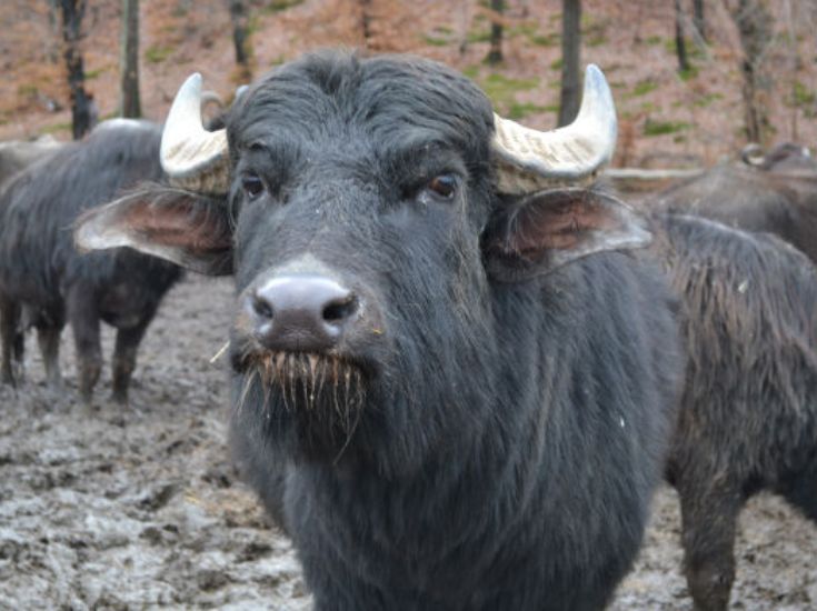 Закарпатські фермери взялися відродити в Україні поголів'я буйволів - фото 2