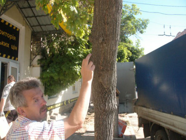У Сумах на Кооперативній готуються впасти два дерева (ФОТОФАКТ) - фото 2