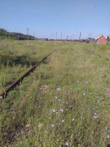 Як в окупованому Дебальцевому залізничні шляхи заростають бур'яном (ФОТО) - фото 5