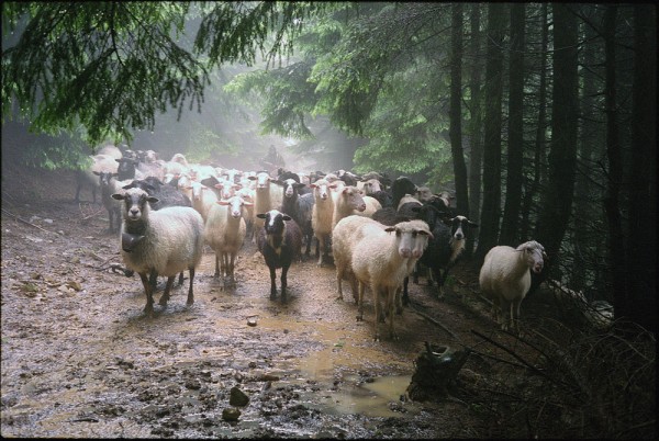 Як живуть вівчарі, що пильнують овець у карпатських горах - фото 1