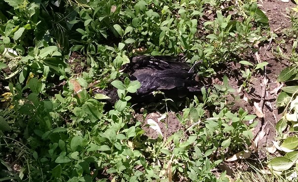 Через спиляні дерева в Запоріжжі загинули пташенята - фото 2