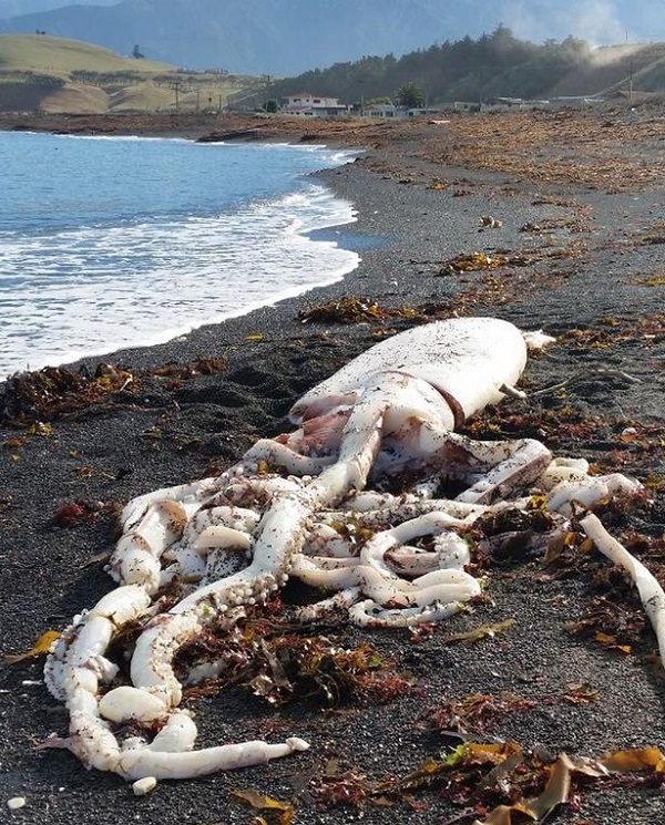 Гігантський кальмар-монстр викинувся на берег (ФОТО) - фото 1