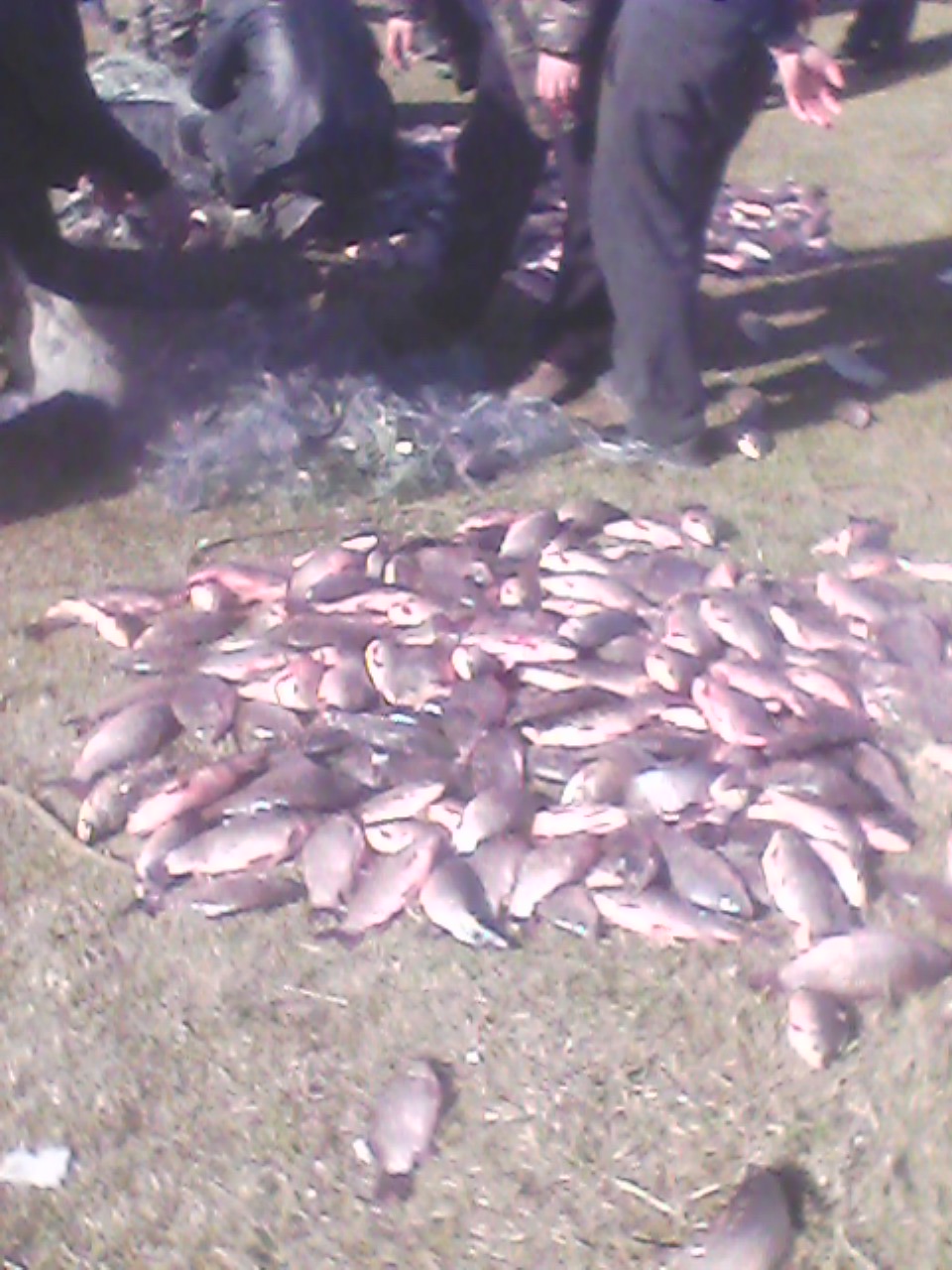 На Миколаївщині "рибалки-любителі" виловили більше 1600 особин сріблястого карася - фото 2