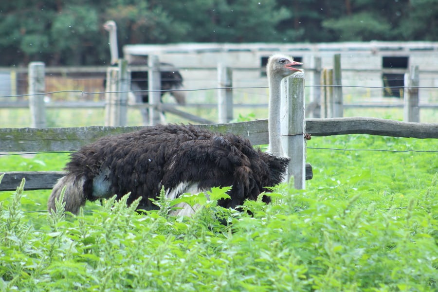 Подорож вихідного дня Донеччиною: де відпочити на страусиній фермі та у дендропарку (ФОТО) - фото 4