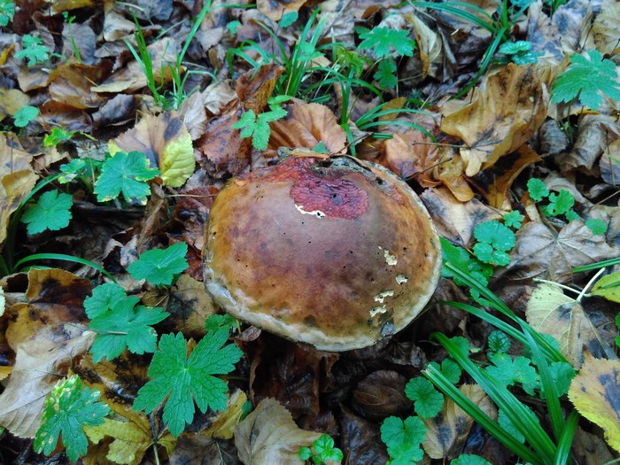 У парку на Львівщині виріс гриб-гігант (ВІДЕО, ФОТО) - фото 1