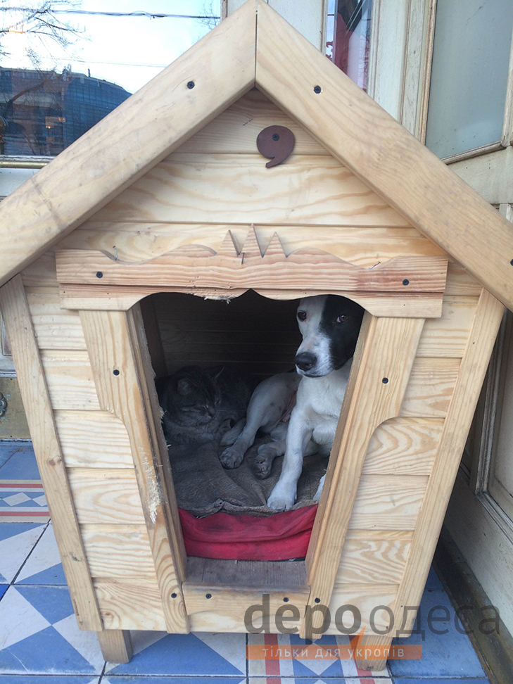 В Одесі на Дерибасівській пес і кіт навчають людей добросусідству - фото 2