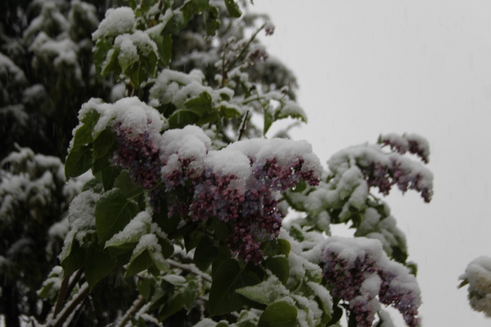 Як на Львівшині квітучі дерева засипало снігом - фото 4