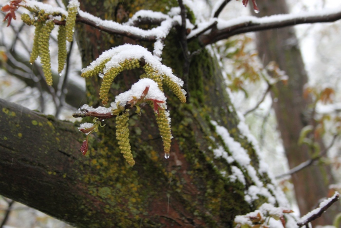 З'явилися нові фото і відео квітневого снігопаду на Львівщині - фото 1