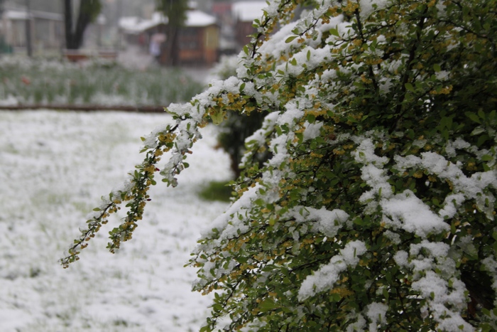 З'явилися нові фото і відео квітневого снігопаду на Львівщині - фото 7