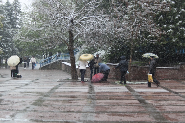 З'явилися нові фото і відео квітневого снігопаду на Львівщині - фото 13