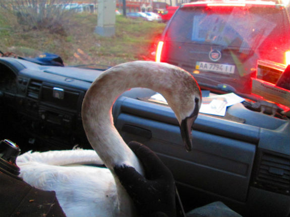 На столичному озері у Голосієві врятували лебедя - фото 2