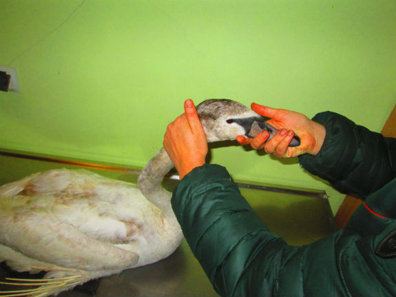 На столичному озері у Голосієві врятували лебедя - фото 3