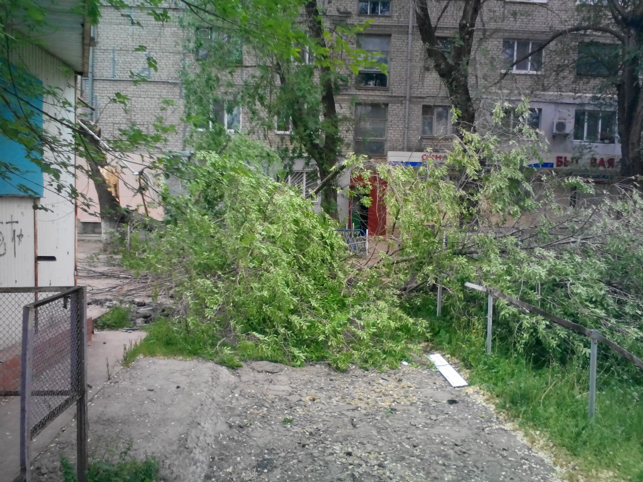 У Миколаєві від вітру завалилося дерево 
