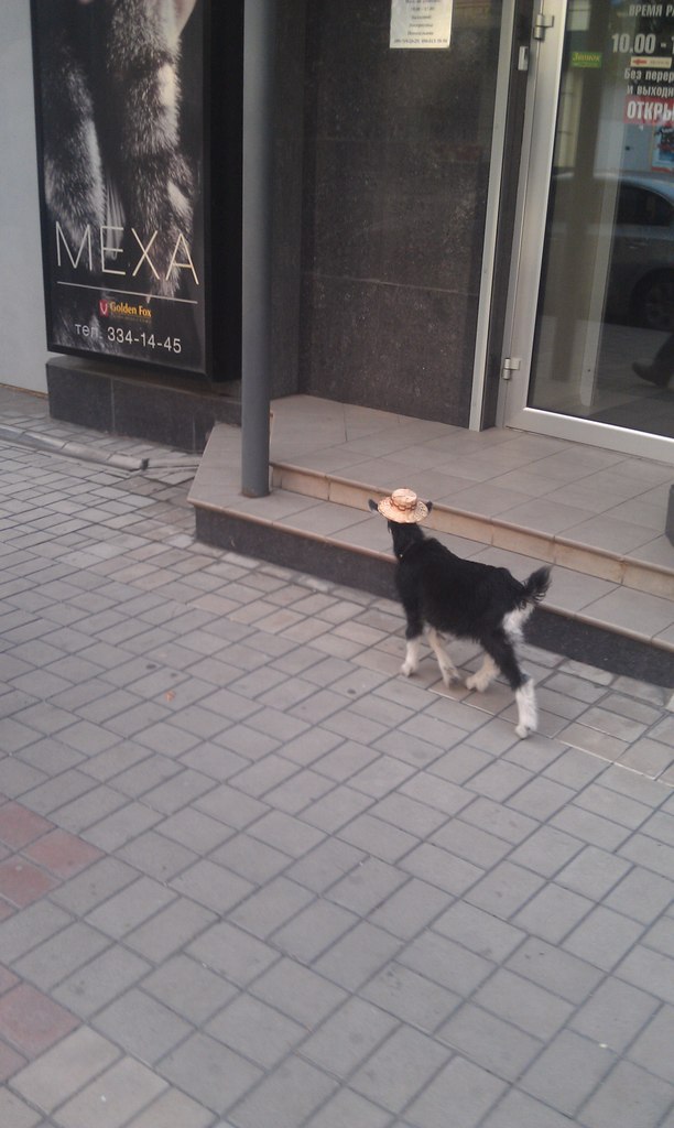 По Донецьку гуляє коза в капелюшку - фото 1