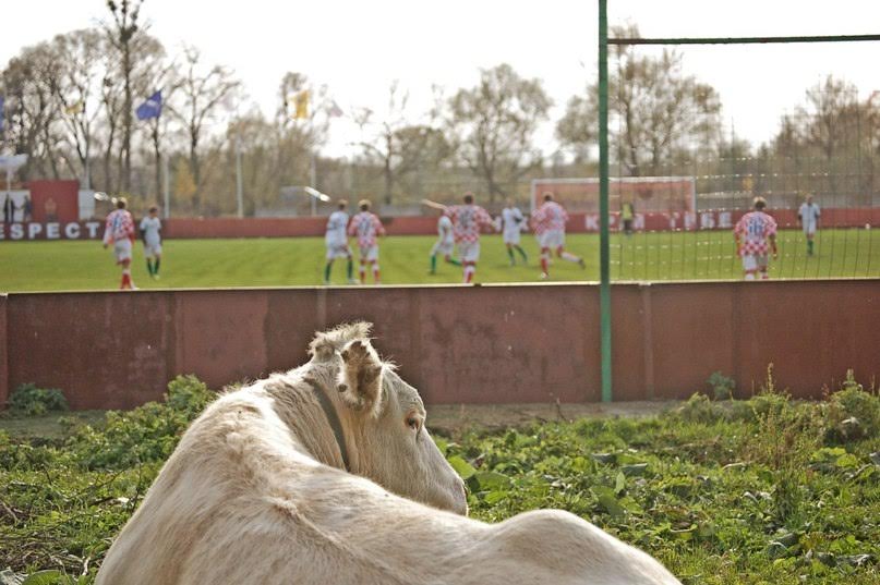 Провінційні стадіони України: "Біла Корова" на Волині - фото 9