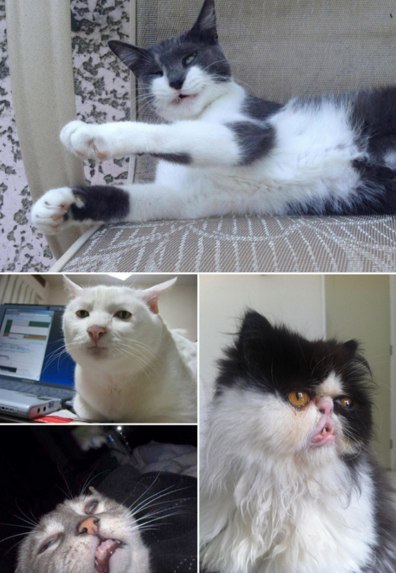 Милота: Як виглядають нефотогенічні коти - фото 4