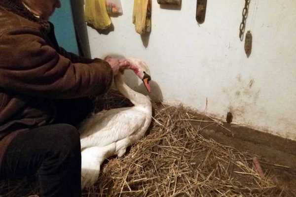На Вінниччині селяни знайшли підстреленого лебедя  - фото 1