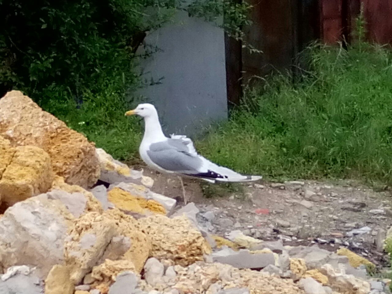 У Миколаєві чайка з поламаним крилом шукала допомоги у людей - фото 1