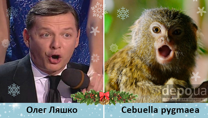 Політики та мавпи - фото 2 Політики та мавпи - фото 2